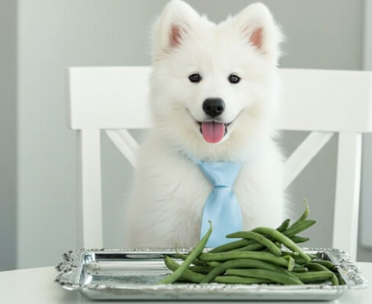 Can Dogs Eat Beans