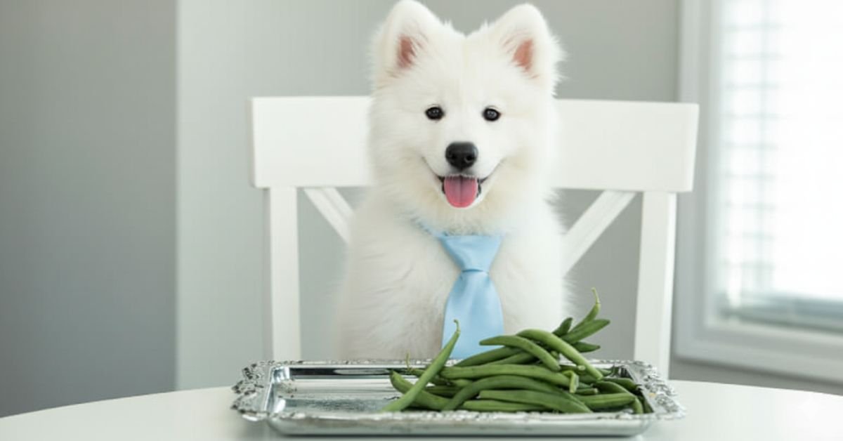 Can Dogs Eat Beans