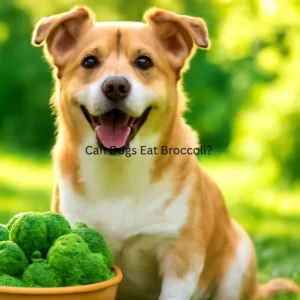 Can Dogs Eat Broccoli?