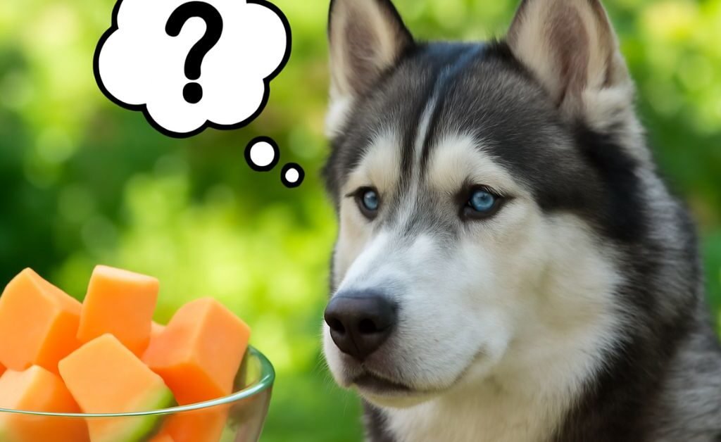 Can Dogs Eat Cantaloupe