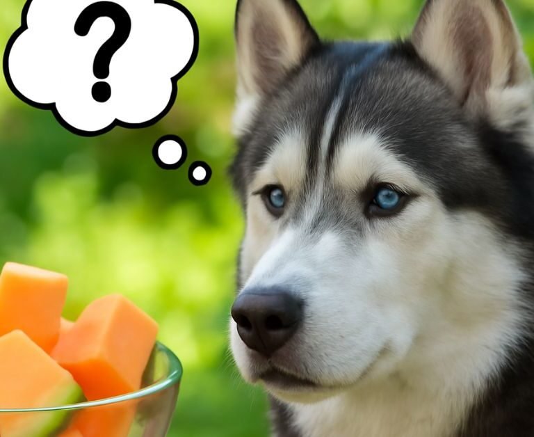 Can Dogs Eat Cantaloupe