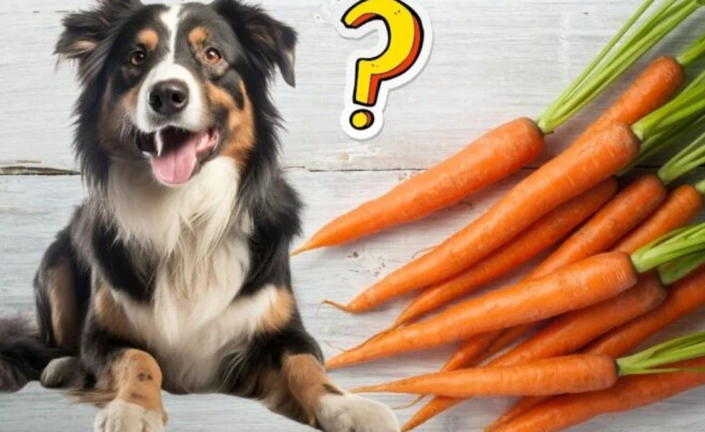 Can Dogs Eat Carrots