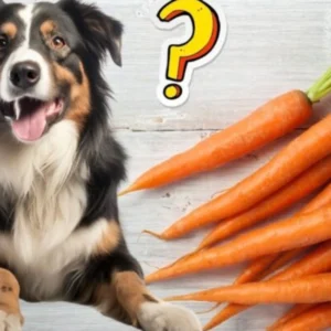 Can Dogs Eat Carrots