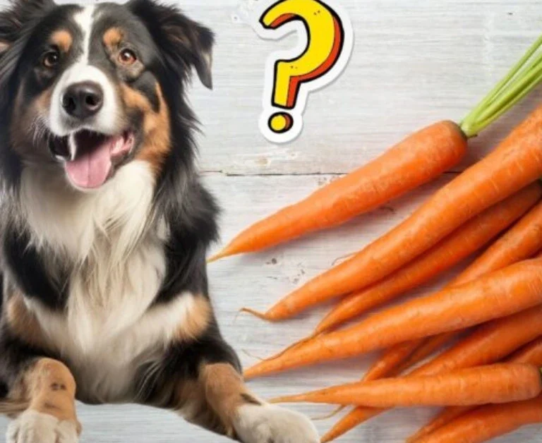 Can Dogs Eat Carrots