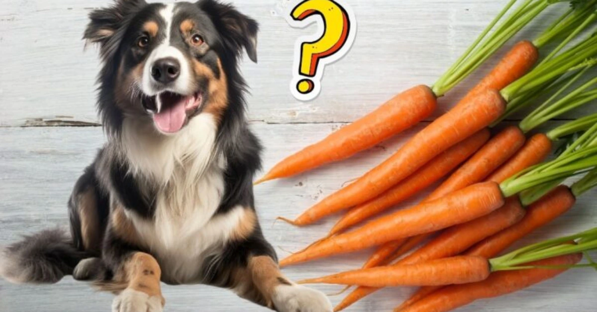 Can Dogs Eat Carrots
