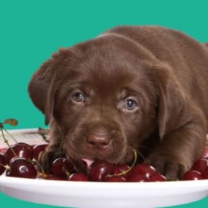 Can Dogs Eat Cherries