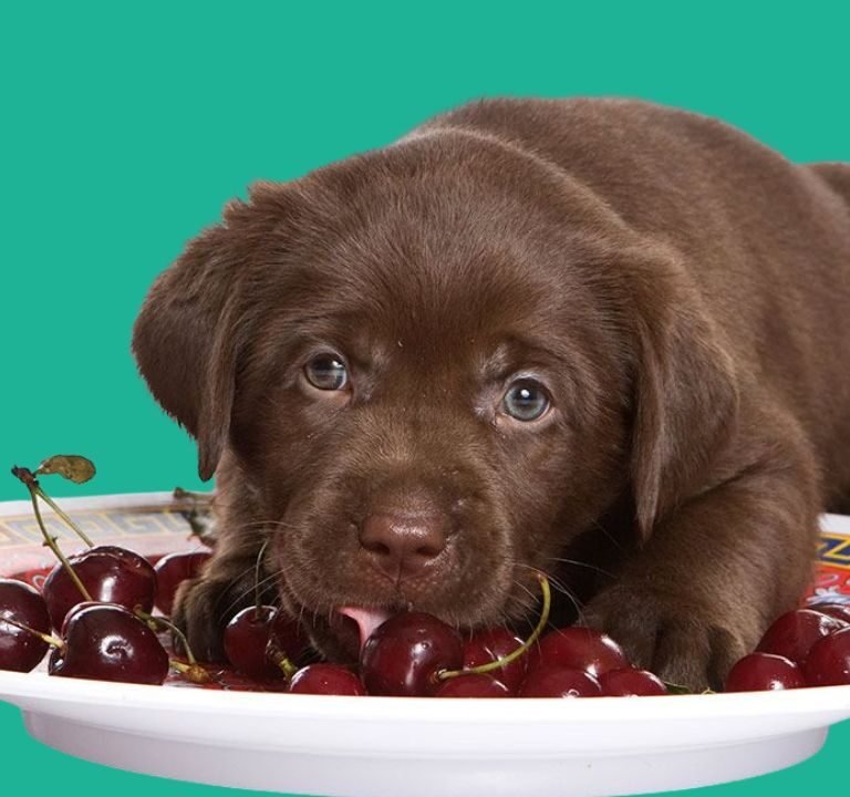 Can Dogs Eat Cherries