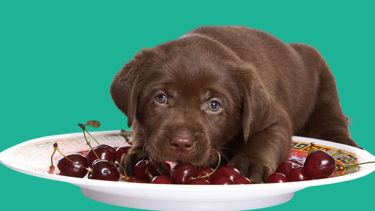 Can Dogs Eat Cherries