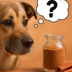 Can Dogs Eat Cinnamon