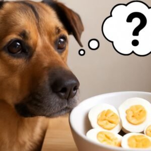 Can Dogs Eat Eggs