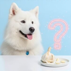 Can Dogs Eat Garlic