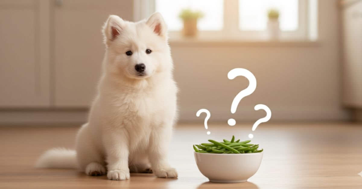 Can Dogs Eat Green Beans
