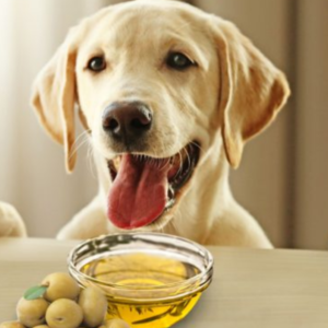 Can Dogs Eat Olives | MyPetVista