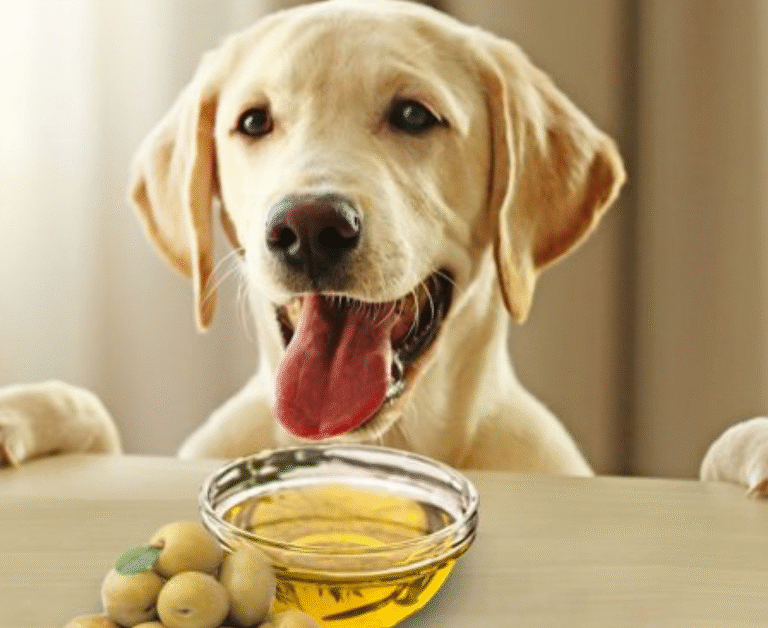 Can Dogs Eat Olives | MyPetVista