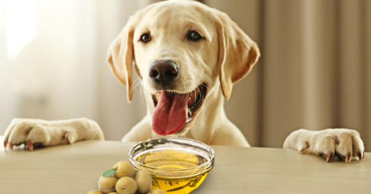Can Dogs Eat Olives | MyPetVista
