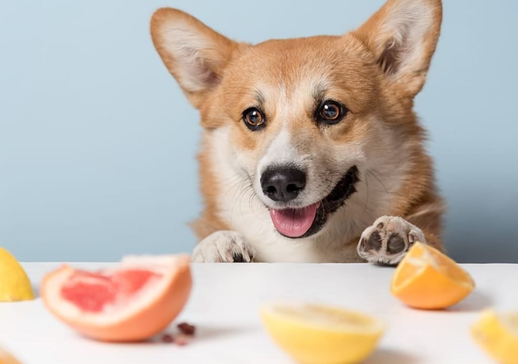 Can Dogs Eat Oranges
