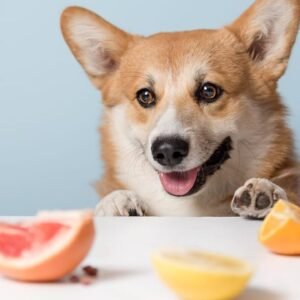 Can Dogs Eat Oranges