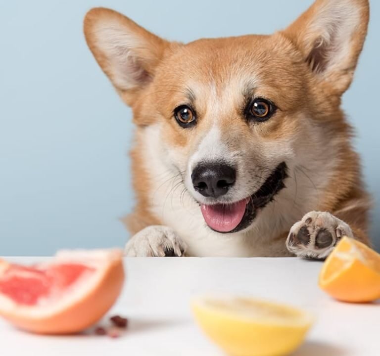 Can Dogs Eat Oranges