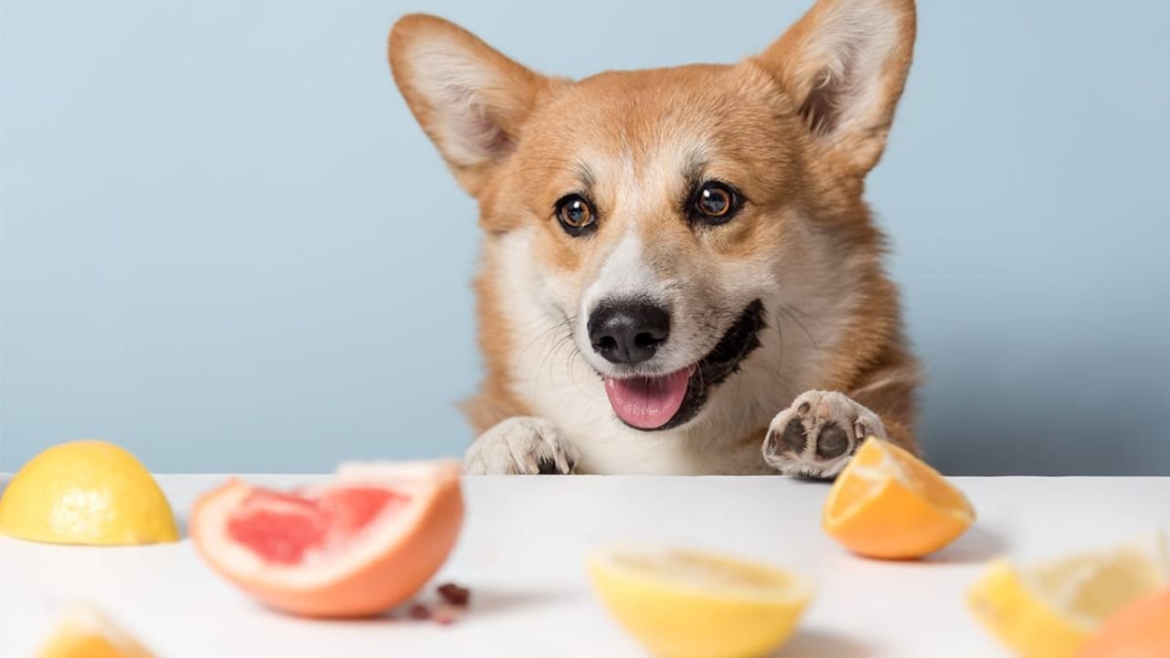 Can Dogs Eat Oranges