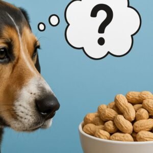 Can Dogs Eat Peanuts
