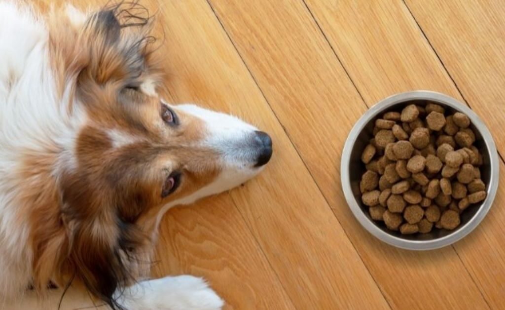 Can Dogs Eat Raisins | MyPetVista