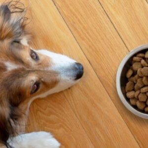 Can Dogs Eat Raisins | MyPetVista