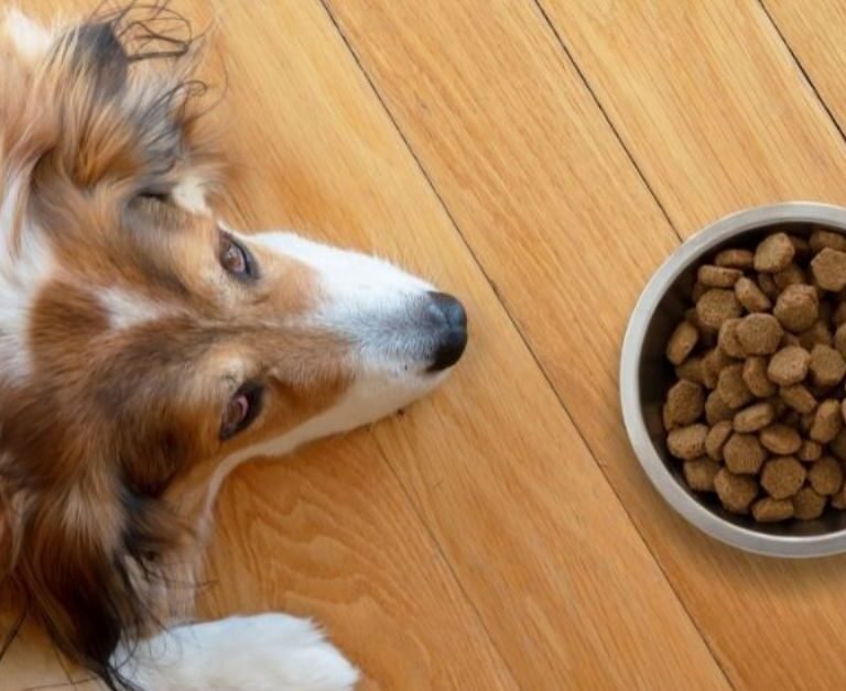 Can Dogs Eat Raisins | MyPetVista