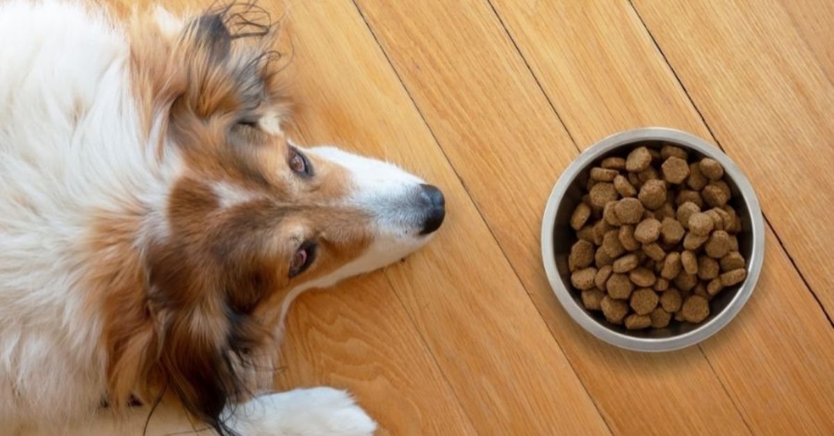 Can Dogs Eat Raisins | MyPetVista