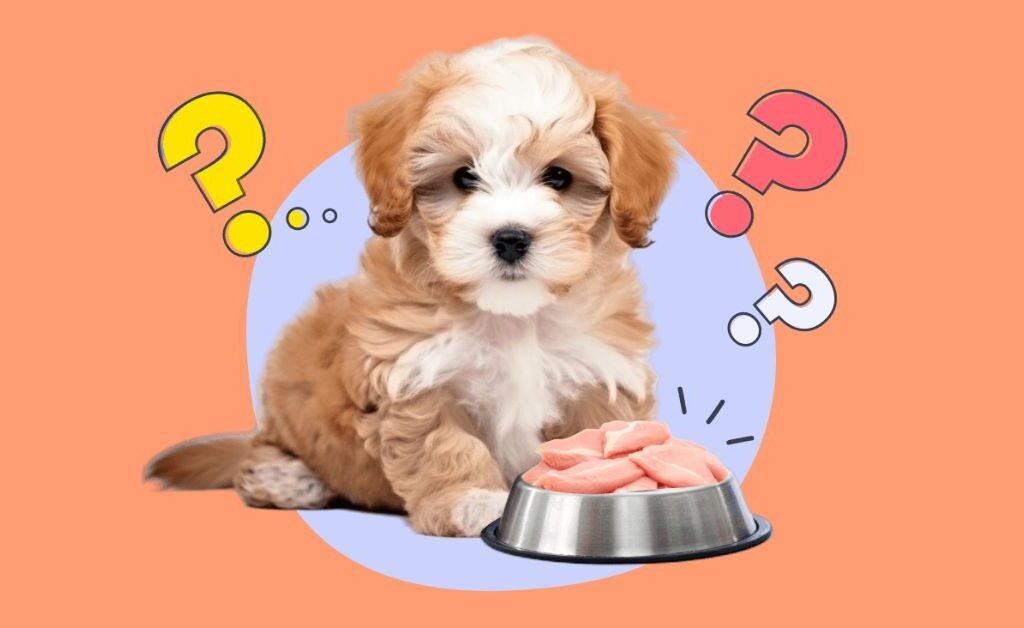 Can Dogs Eat Raw Chicken | MyPetVista