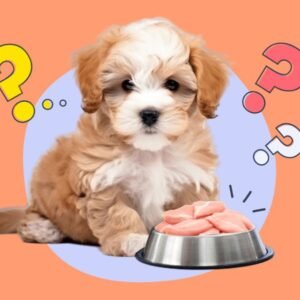 Can Dogs Eat Raw Chicken | MyPetVista