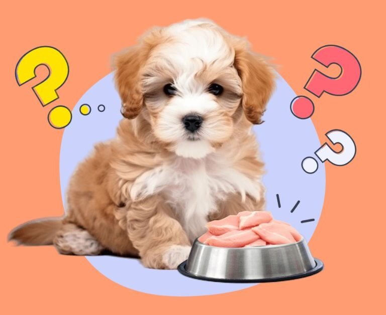 Can Dogs Eat Raw Chicken | MyPetVista