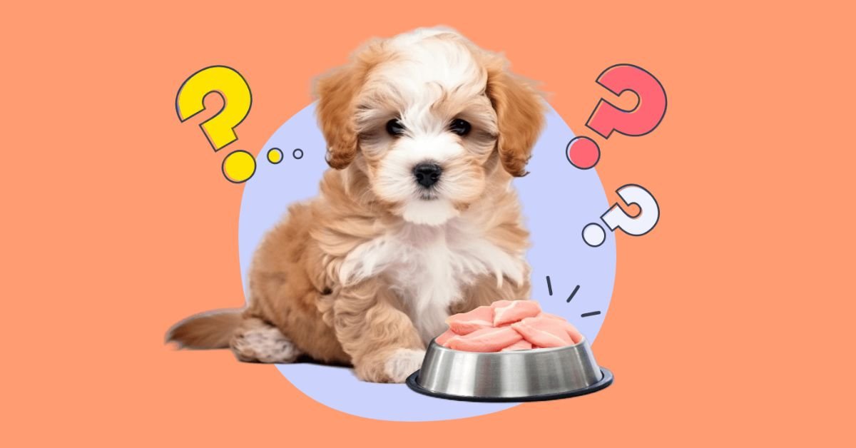 Can Dogs Eat Raw Chicken | MyPetVista
