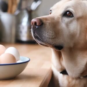 Can Dogs Eat Raw Eggs | MyPetVista