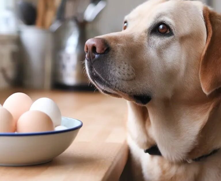 Can Dogs Eat Raw Eggs | MyPetVista