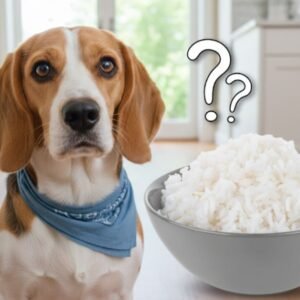 Can Dogs Eat Rice