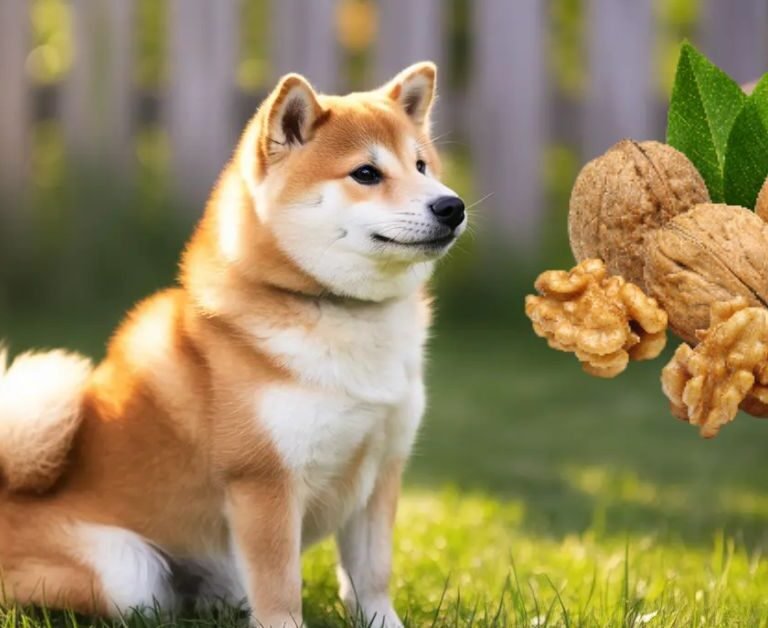 Can Dogs Eat Walnuts | MyPetVista