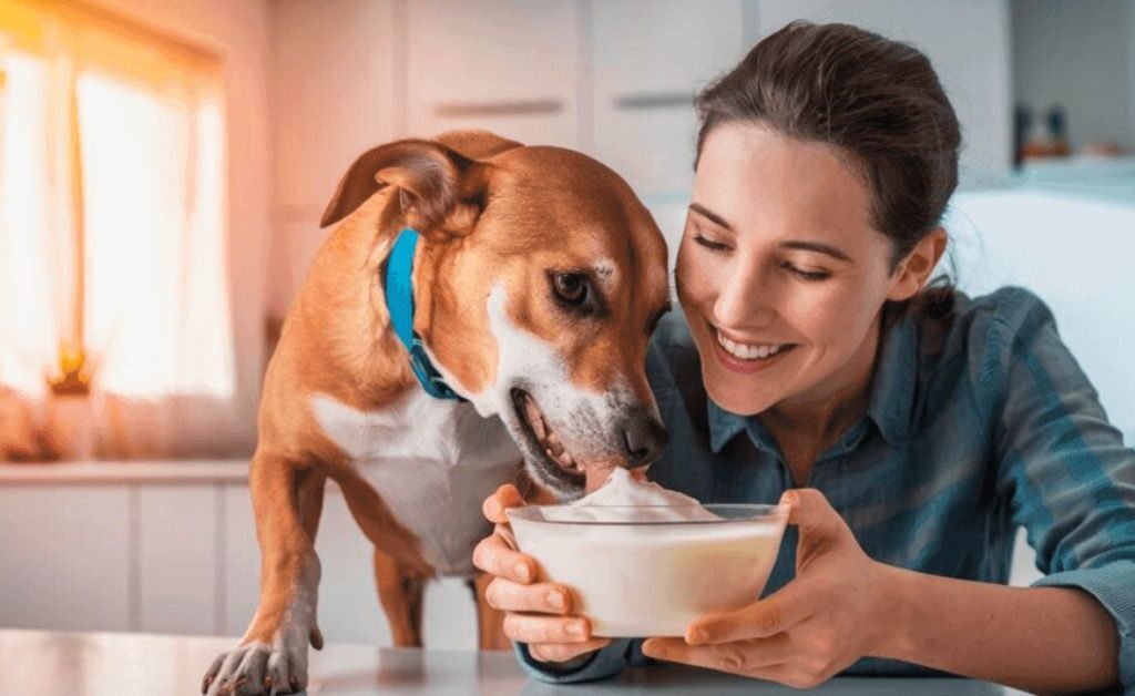 Can Dogs Eat Yogurt | MyPetVista