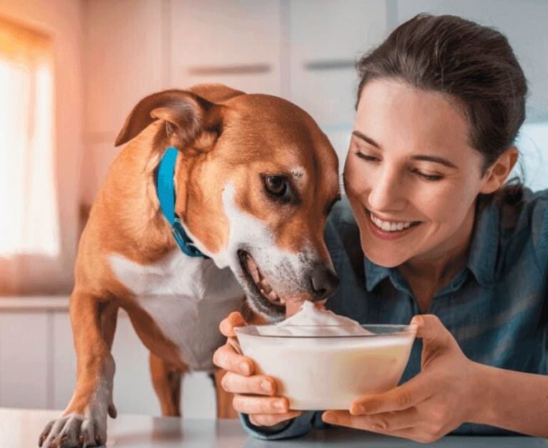 Can Dogs Eat Yogurt | MyPetVista