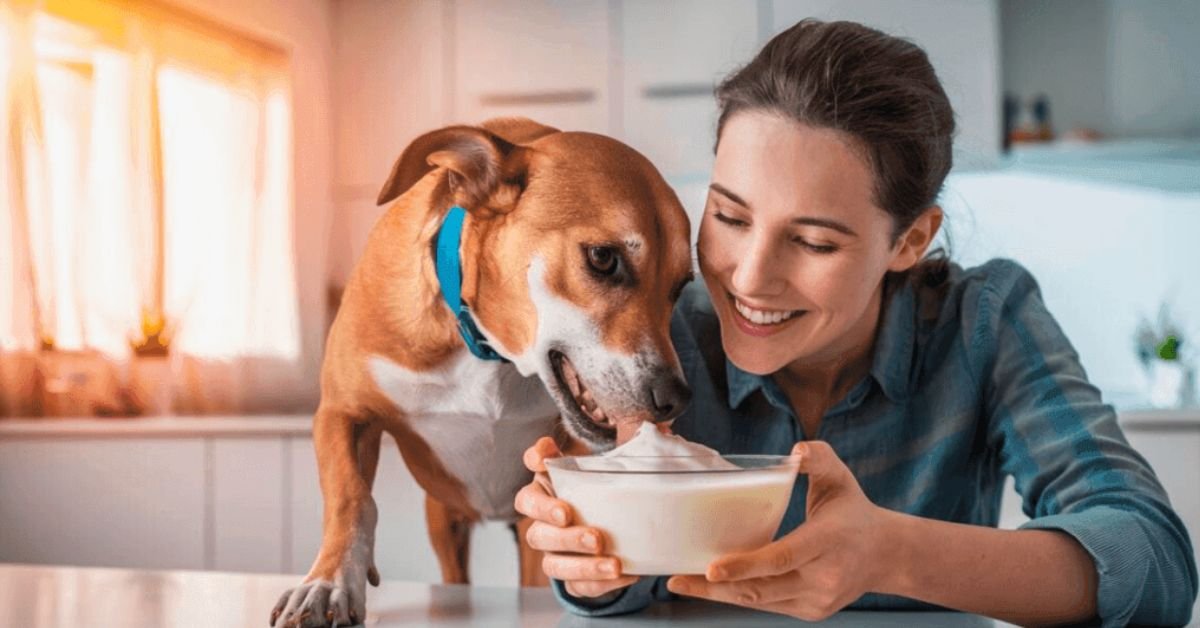 Can Dogs Eat Yogurt | MyPetVista