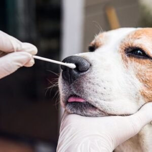 Can Dogs Get COVID