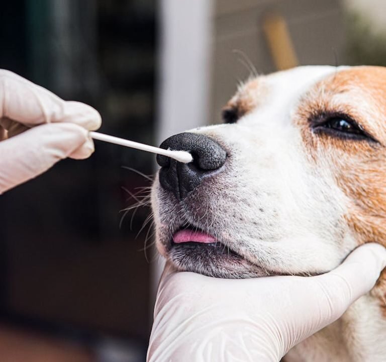 Can Dogs Get COVID
