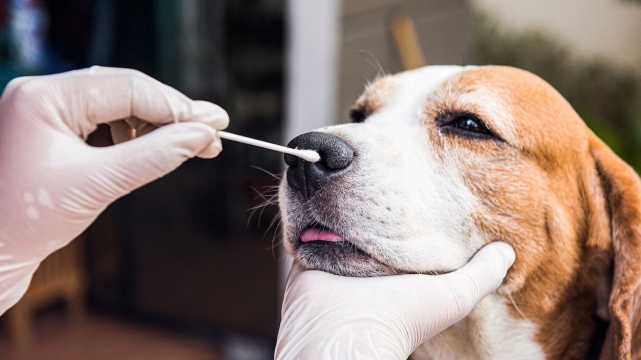 Can Dogs Get COVID
