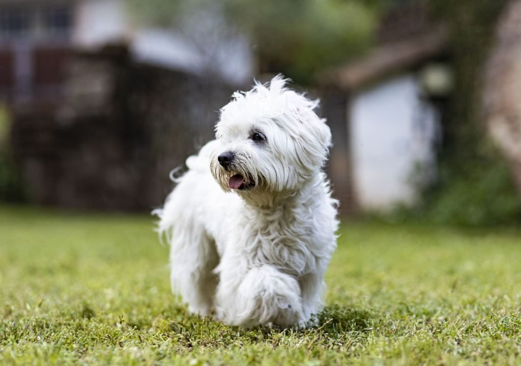 Hypoallergenic Dogs