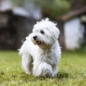 Hypoallergenic Dogs