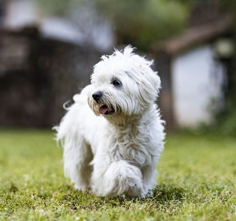 Hypoallergenic Dogs