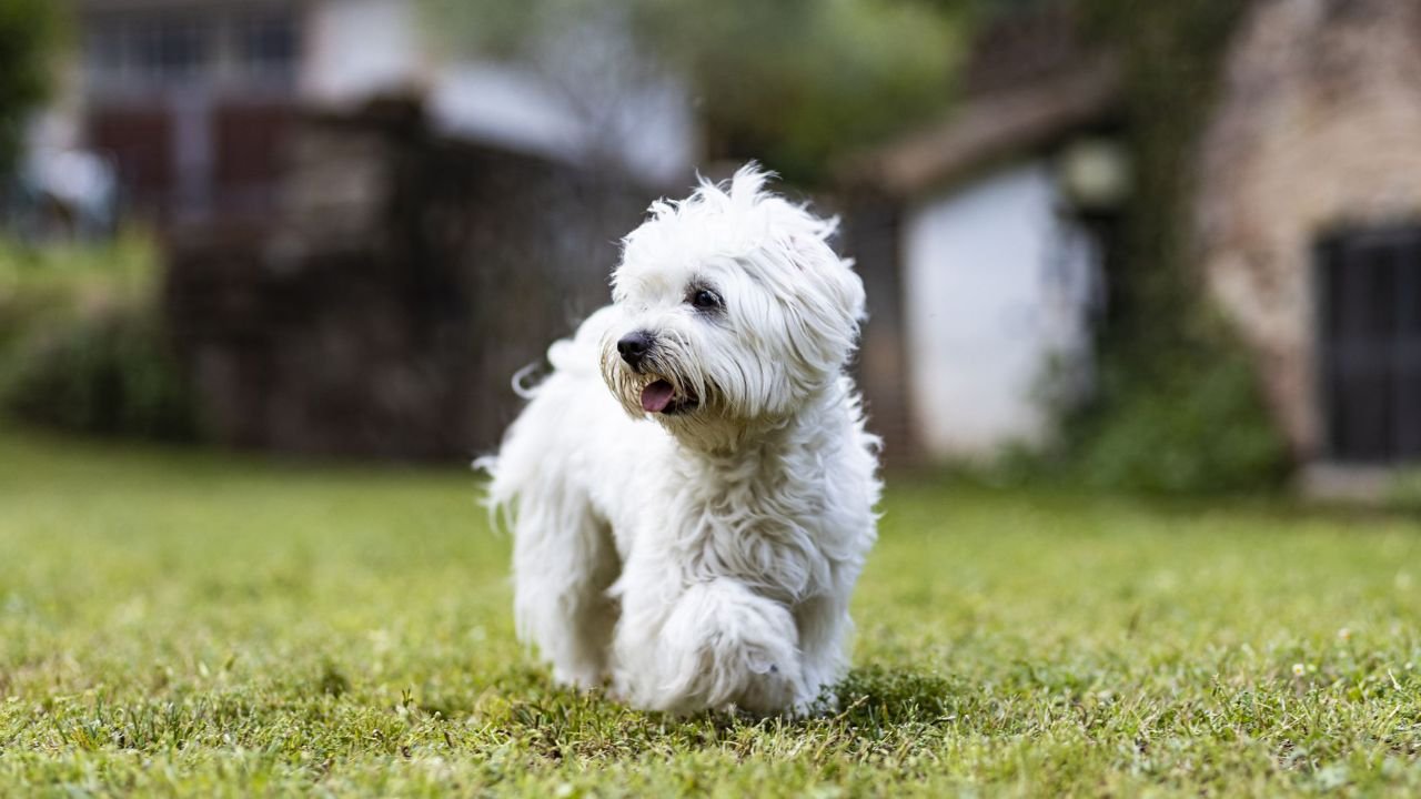 Hypoallergenic Dogs