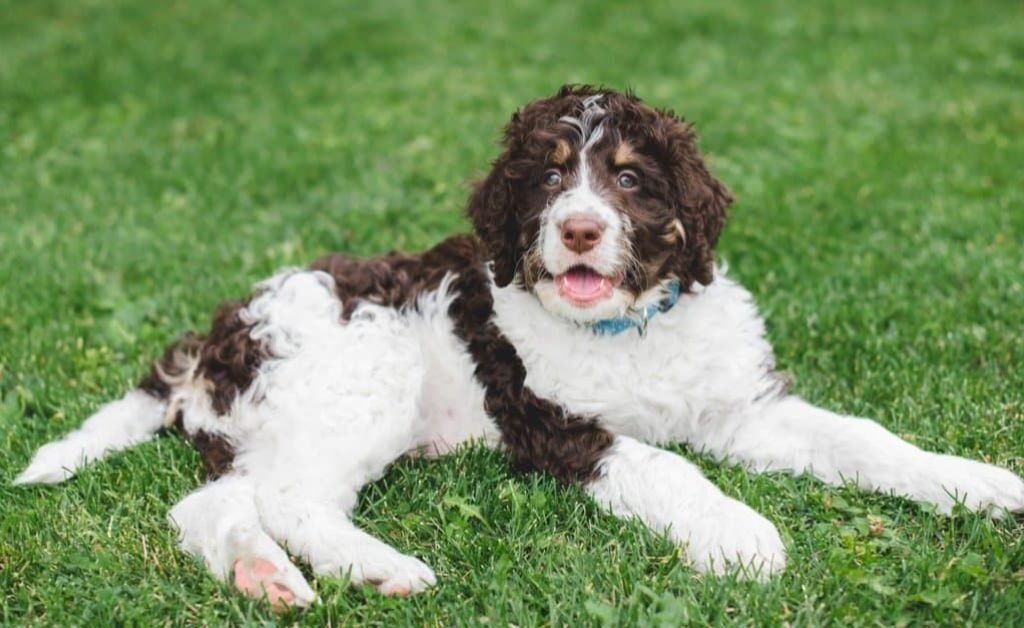 Full Grown Mini Bernedoodle