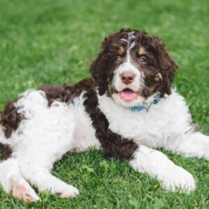 Full Grown Mini Bernedoodle