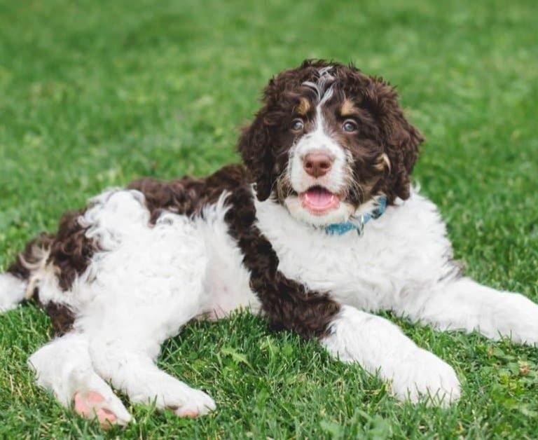 Full Grown Mini Bernedoodle