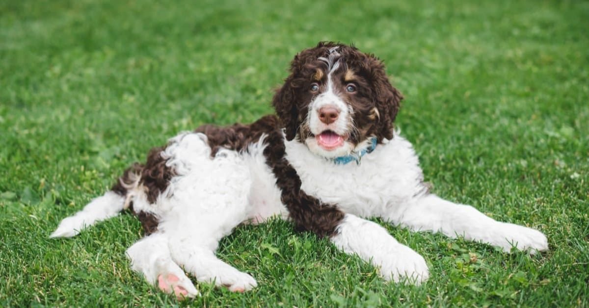 Full Grown Mini Bernedoodle
